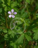 Geranium solanderi solanderi