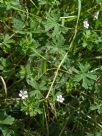 Geranium solanderi solanderi