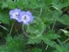 Geranium wallichianum