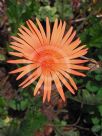 Gerbera jamesonii