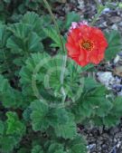 Geum