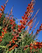 Gladiolus dalenii