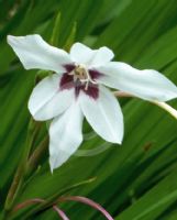 Gladiolus murielae