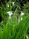 Gladiolus murielae