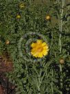 Glebionis coronaria