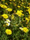 Glebionis coronaria