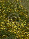 Glebionis coronaria