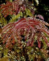 Gleditsia triacanthos inermis Rubylace