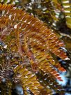 Gleditsia triacanthos inermis Rubylace