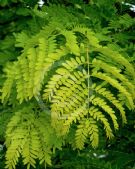 Gleditsia triacanthos inermis Sunburst