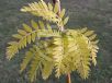 Gleditsia triacanthos inermis Sunburst