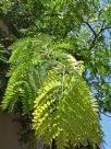 Gleditsia triacanthos inermis Sunburst