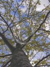 Gleditsia triacanthos inermis Sunburst