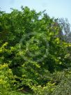 Gleditsia triacanthos inermis Sunburst