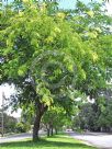 Gleditsia triacanthos inermis Sunburst