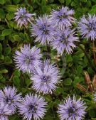 Globularia cordifolia