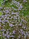 Globularia cordifolia