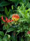 Gloriosa superba