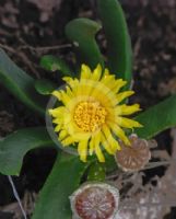 Glottiphyllum latum