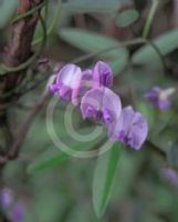 Glycine clandestina