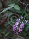 Glycine clandestina