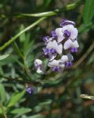 Glycine tabacina