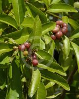 Glycosmis trifoliata