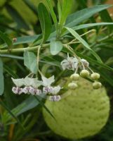 Gomphocarpus physocarpus