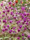 Gomphrena globosa