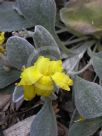 Goodenia affinis Little Luna