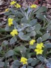 Goodenia affinis Little Luna