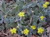 Goodenia affinis Little Luna