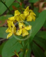 Goodenia decurrens