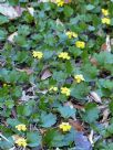 Goodenia rotundifolia