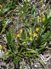 Goodenia stelligera