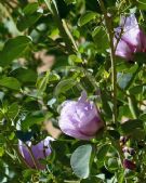 Gossypium sturtianum