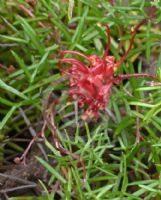 Grevillea acropogon