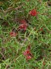 Grevillea acropogon