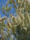 Grevillea albiflora