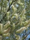 Grevillea albiflora