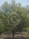 Grevillea albiflora