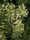 Grevillea argyrophylla