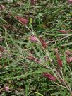 Grevillea asplenifolia