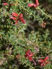 Grevillea asteriscosa