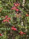 Grevillea asteriscosa