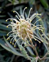 Grevillea banksii (prostrate white)