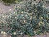 Grevillea banksii (prostrate white)