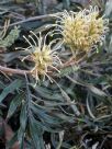 Grevillea banksii (prostrate white)