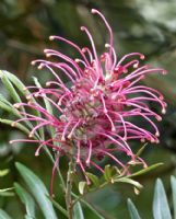 Grevillea banksii