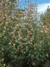 Grevillea banksii